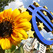 euro